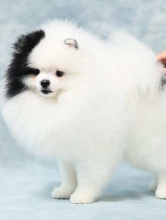 คุณพ่อ แพนด้าชู บาคูบาลี วันเกิด 23 สิงหาคม 2021 สีขาวดำ คุณพ่อสุดหล่อที่บ้านฮีโ...