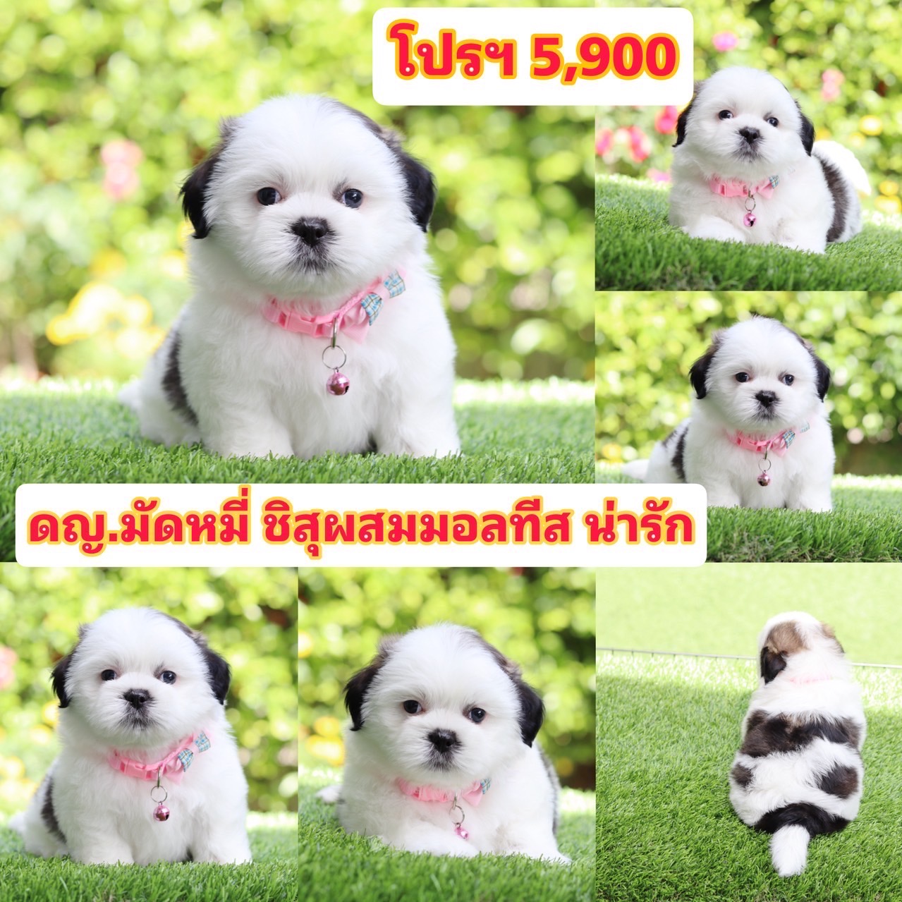 ชิสุผสมมอลทีส