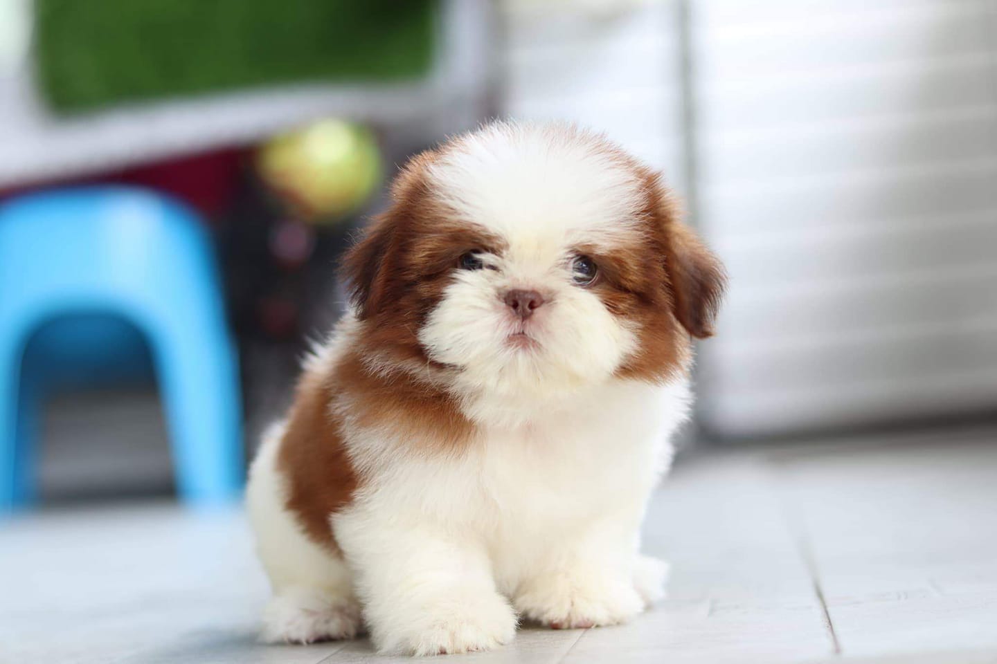 ชิสุแท้น่ารักชิสุแท้น่ารัก