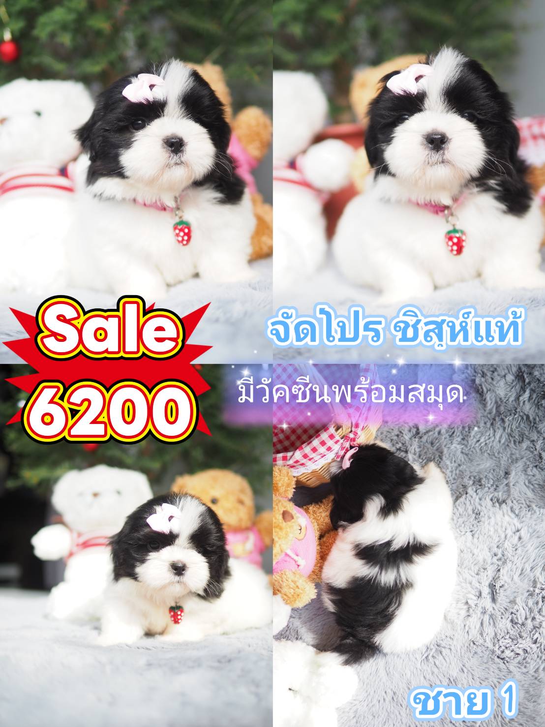 กิ๊ฟซ่า ชิสุแท้ ลดไปเลย 1800