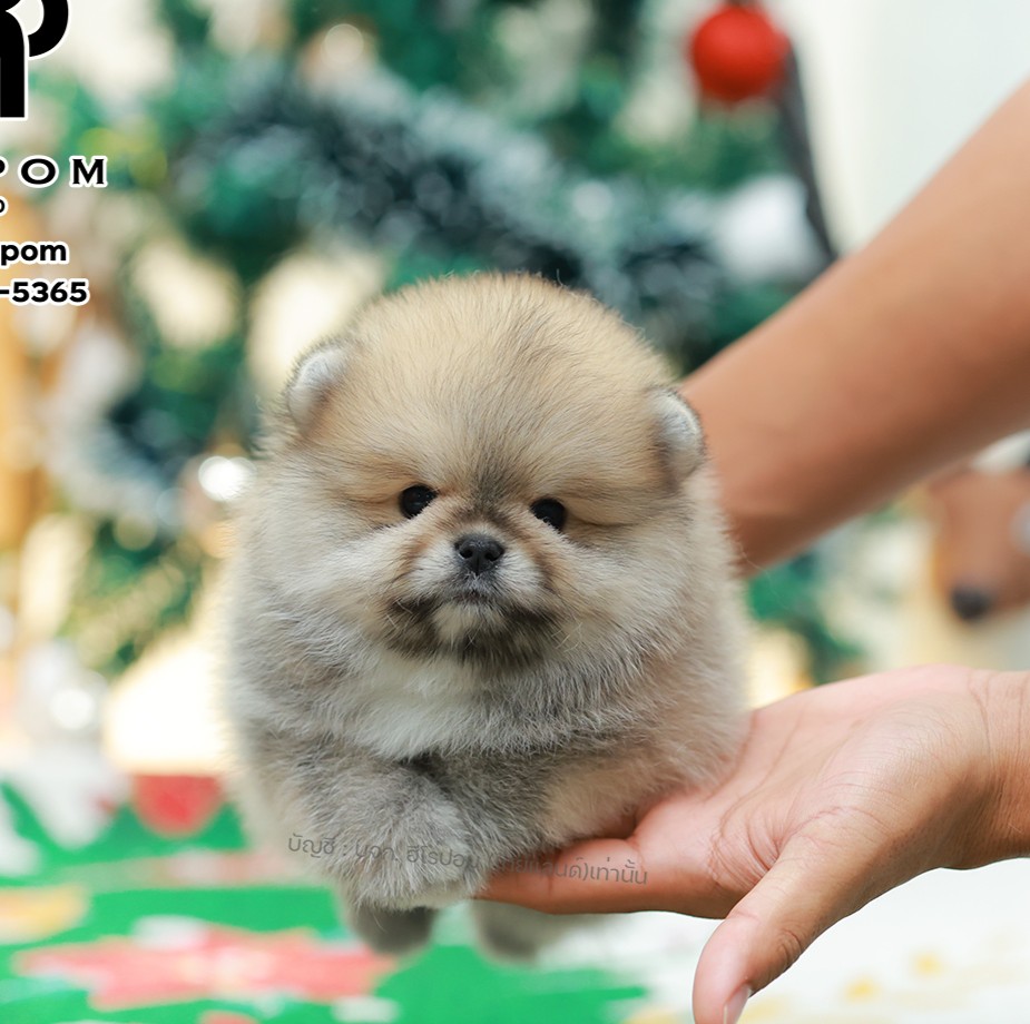 ปอมแท้ ปอมหน้าหมี HRM-10990 เพศชาย สีส้ม ตัวจิ๋วตัวเล็ก แก้มอ้วน น่าฟัดมาก ๆ ตอน...