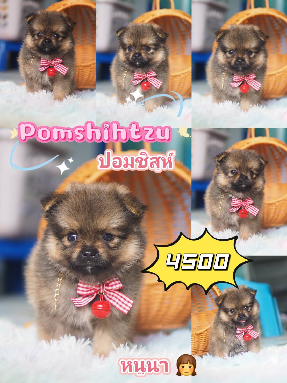 ชิสุปอม