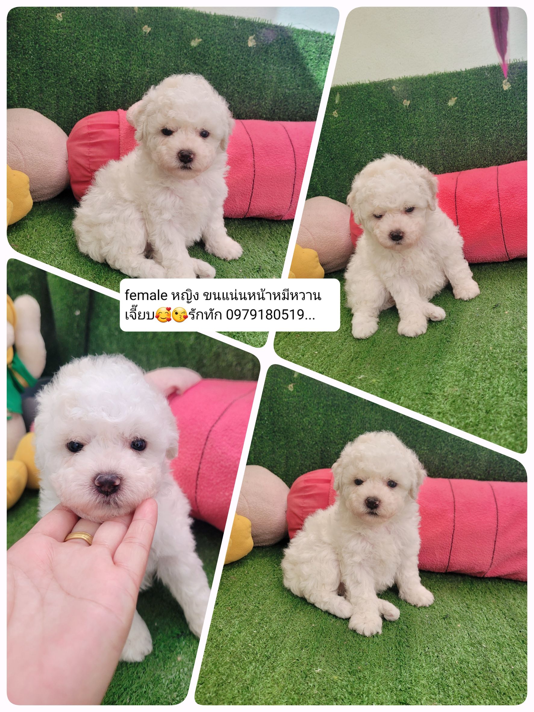 ด่วนด่วน ของขวัญส่งท้ายปี poodletoy tiny ขาวสำลี เกรดพรีเมียม