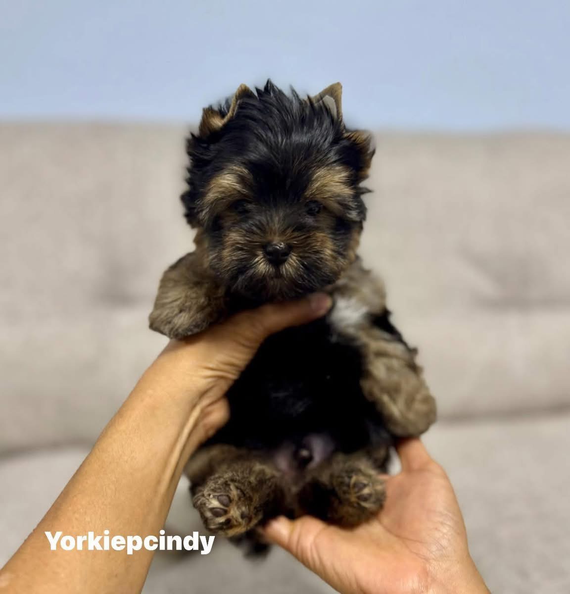 ยอร์คเชียร์ไซด์ทอยและทีคัพ