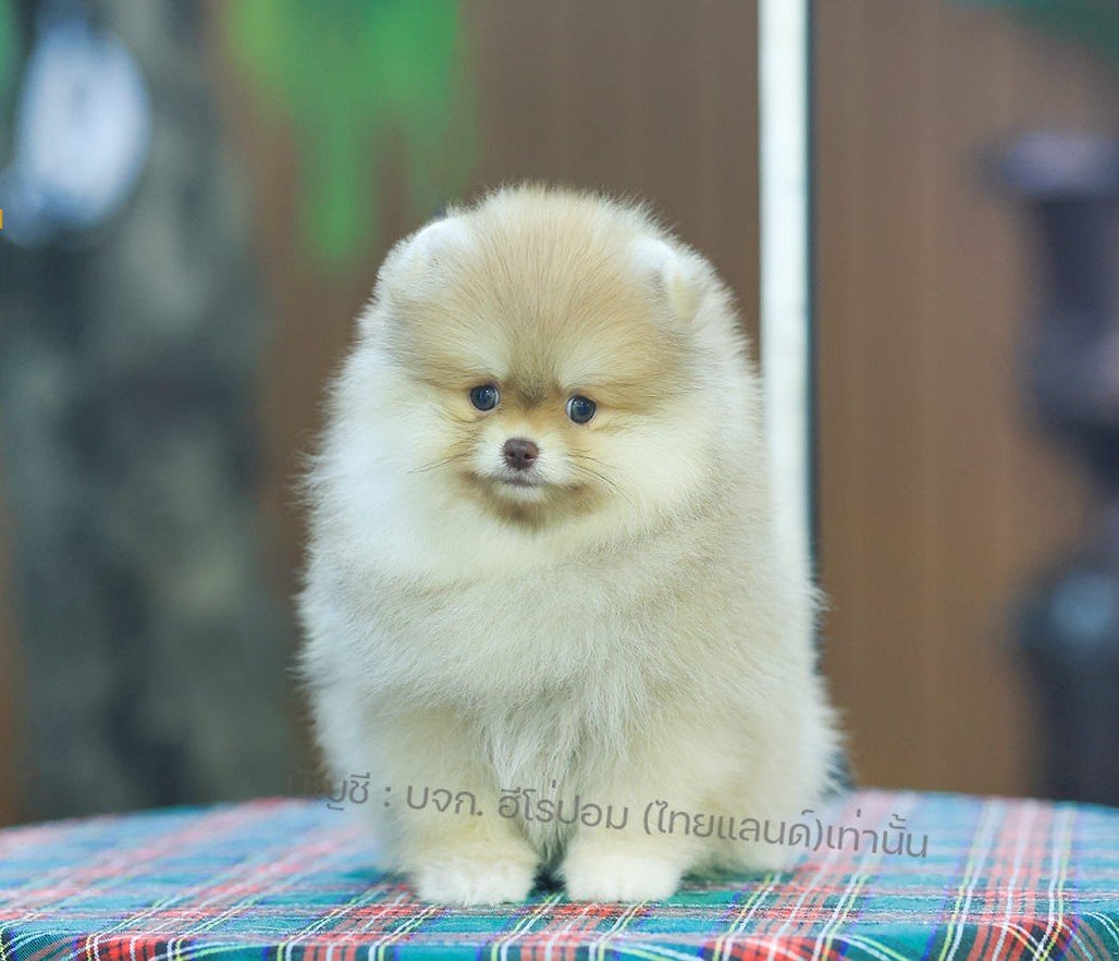 ปอมแท้ ปอมหน้าหมี HRF-10208 เพศหญิง สีส้ม อายุ 2 เดือน ขนแน่น ขาใหญ่ กินเก่ง หน้...