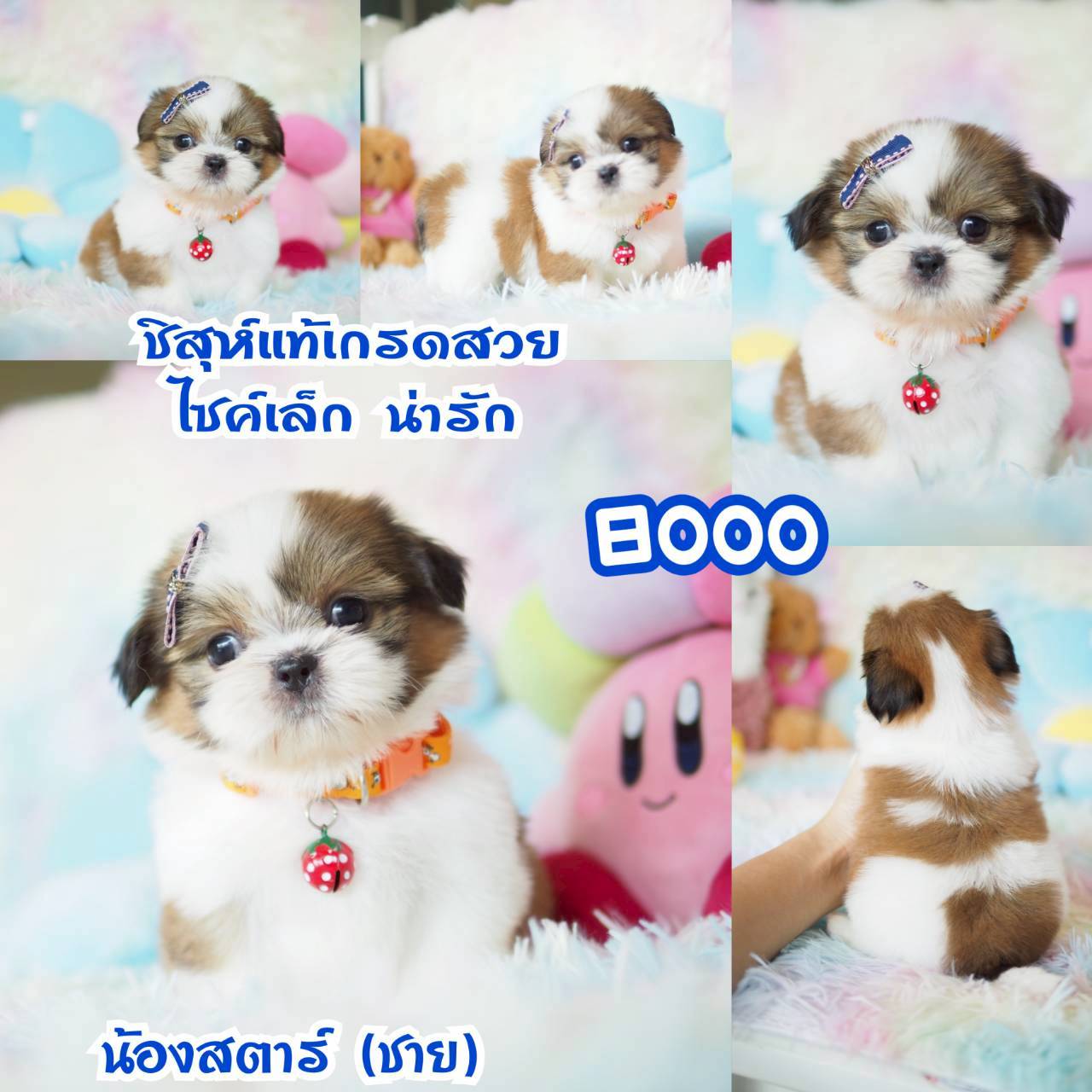 ❤️บ้านกิ๊ฟซ่า ขาสั้นๆ