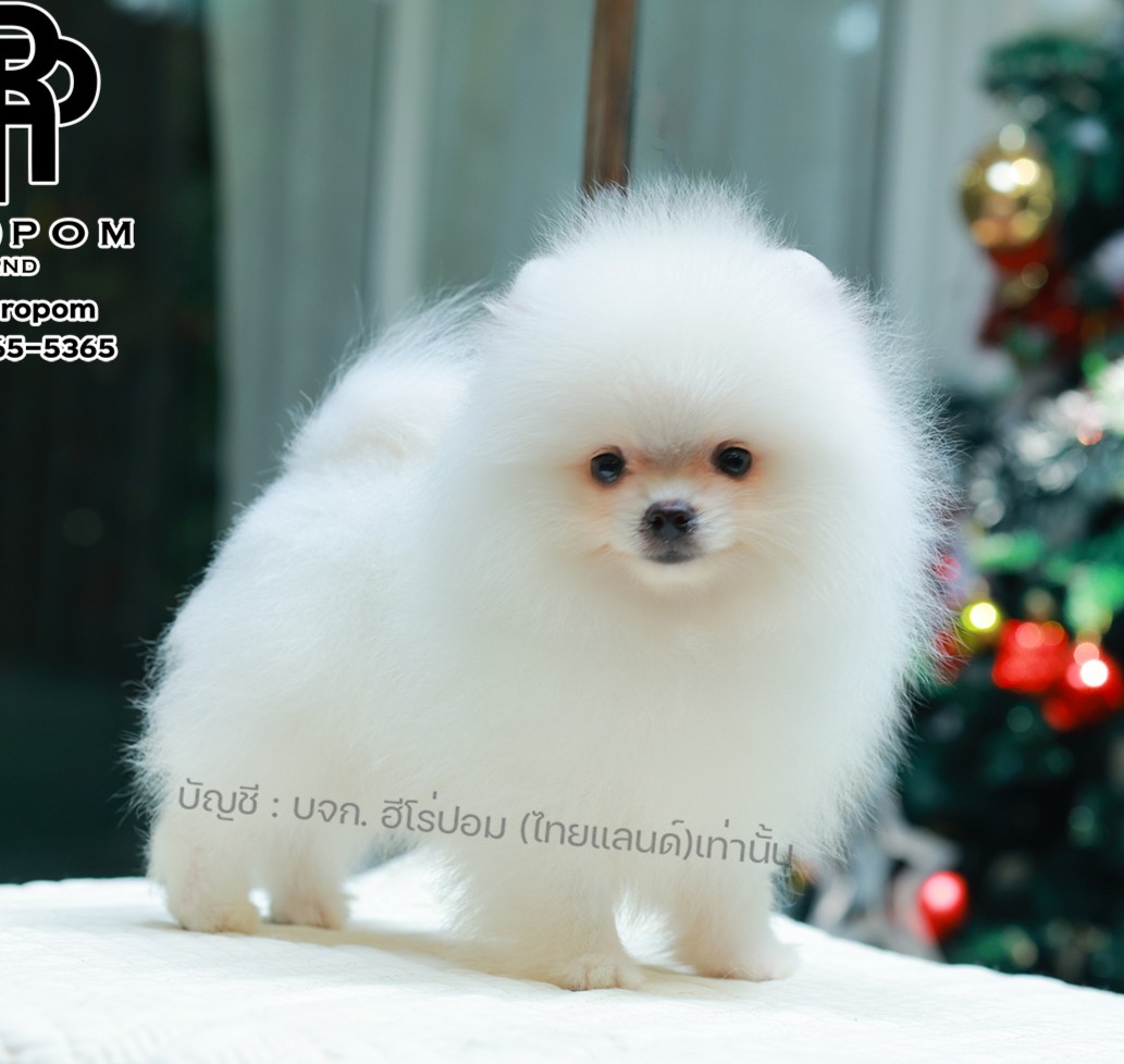 ปอมแท้ ปอมหน้าหมี HRM-10470 เพศชาย สีขาว ตัวจิ๋วตัวเล็ก แก้มอ้วน น่าฟัดมาก ๆ ตอน...