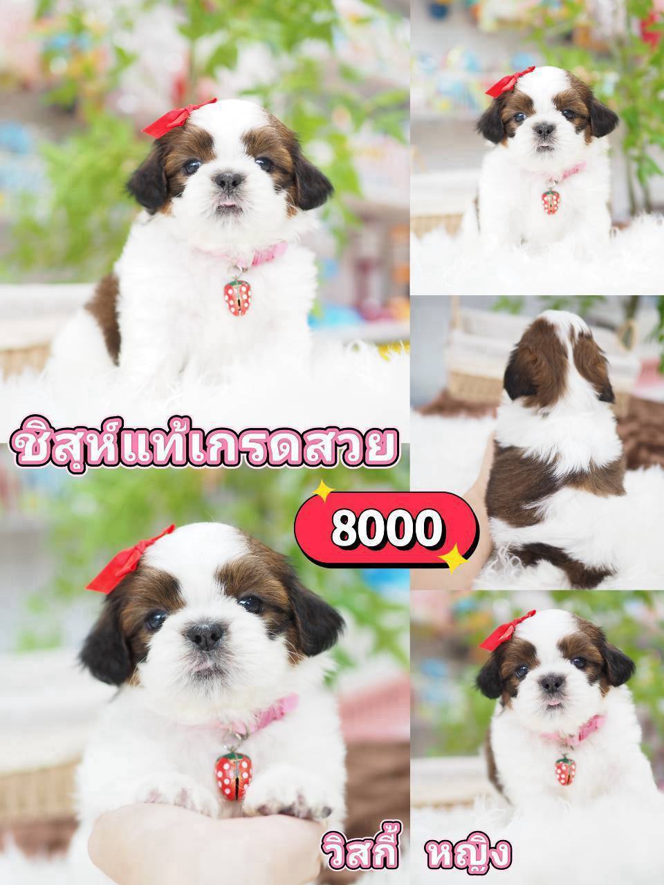 ชิสุห์แท้
