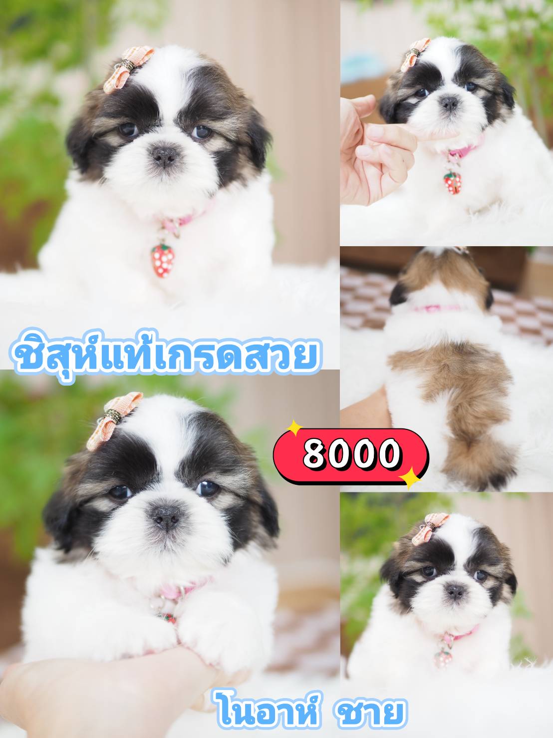 Shihtzu
