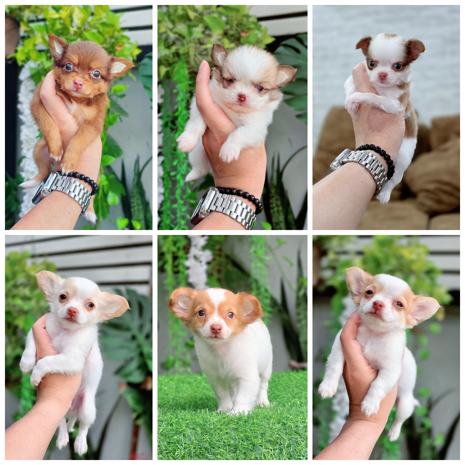Chihuahua พันธุ์แท้ size เล็กจิ๋ว