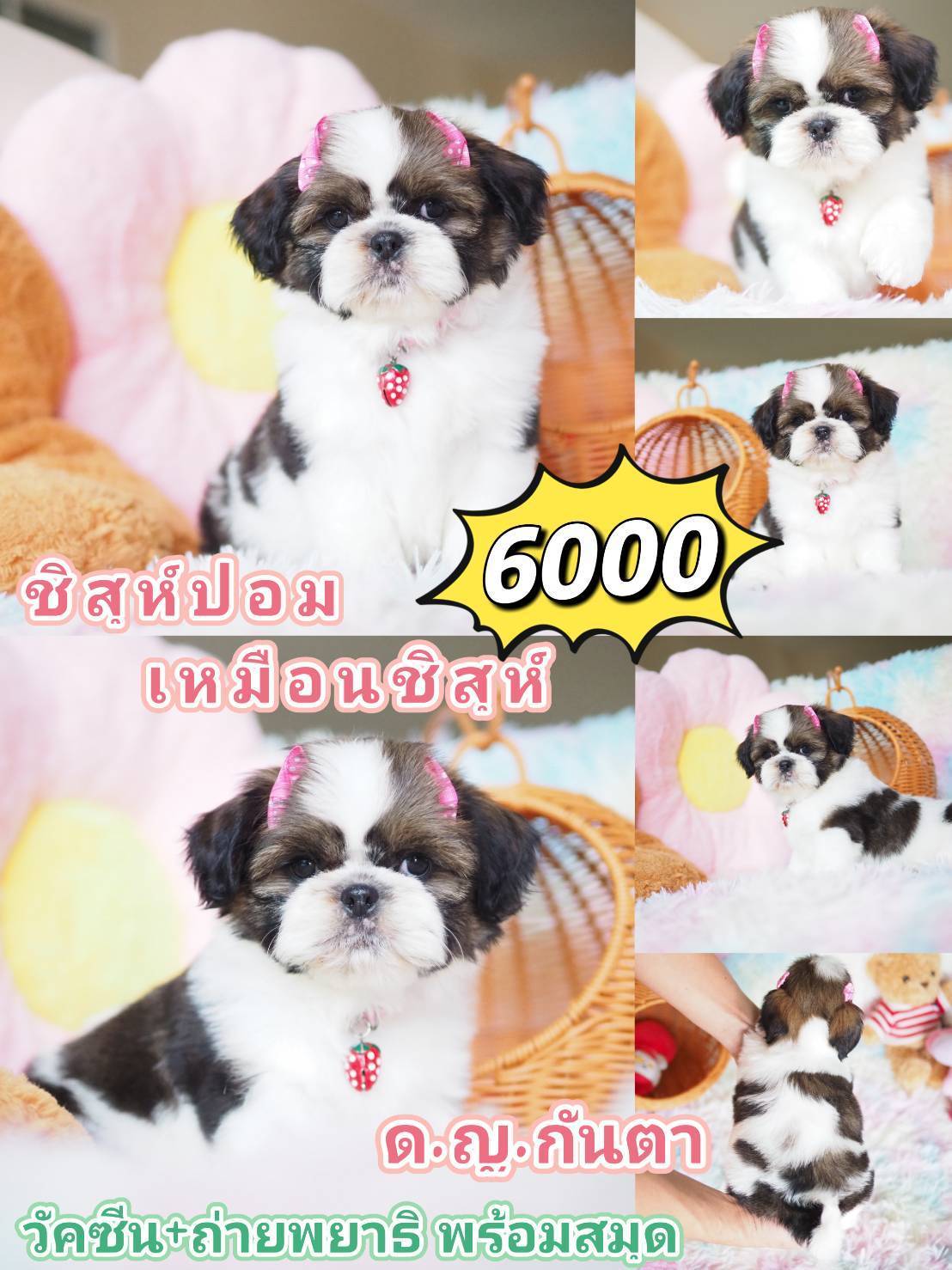 กิ๊ฟซ่า พร้อมวัคซีน