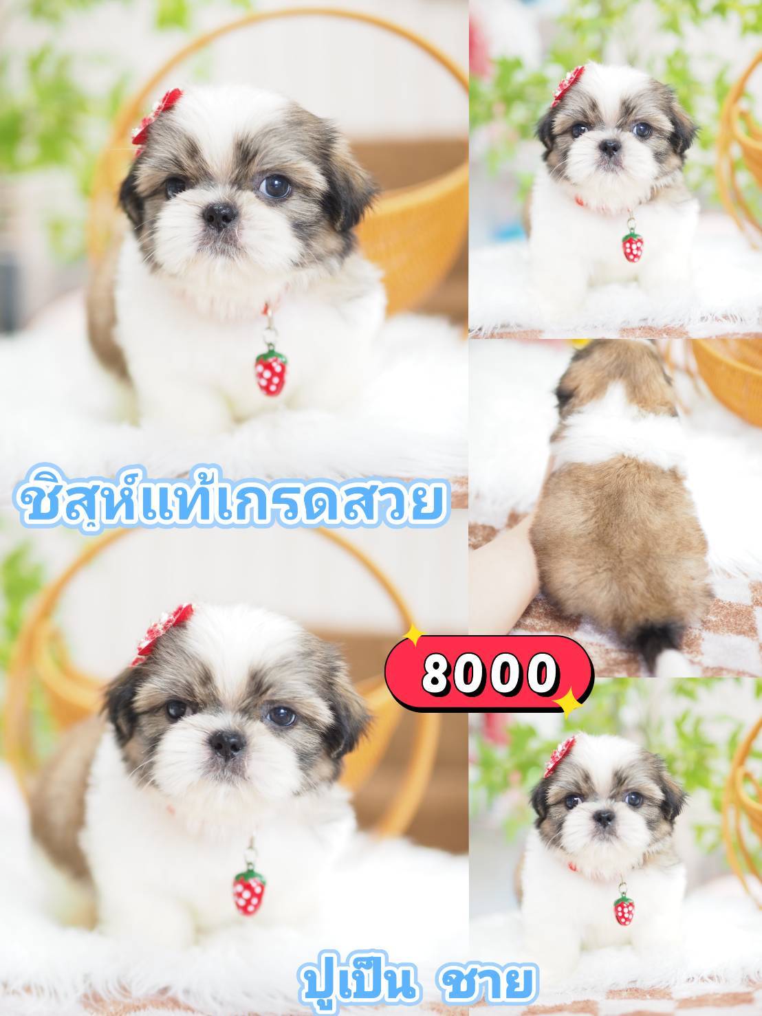 ชิสุแท้