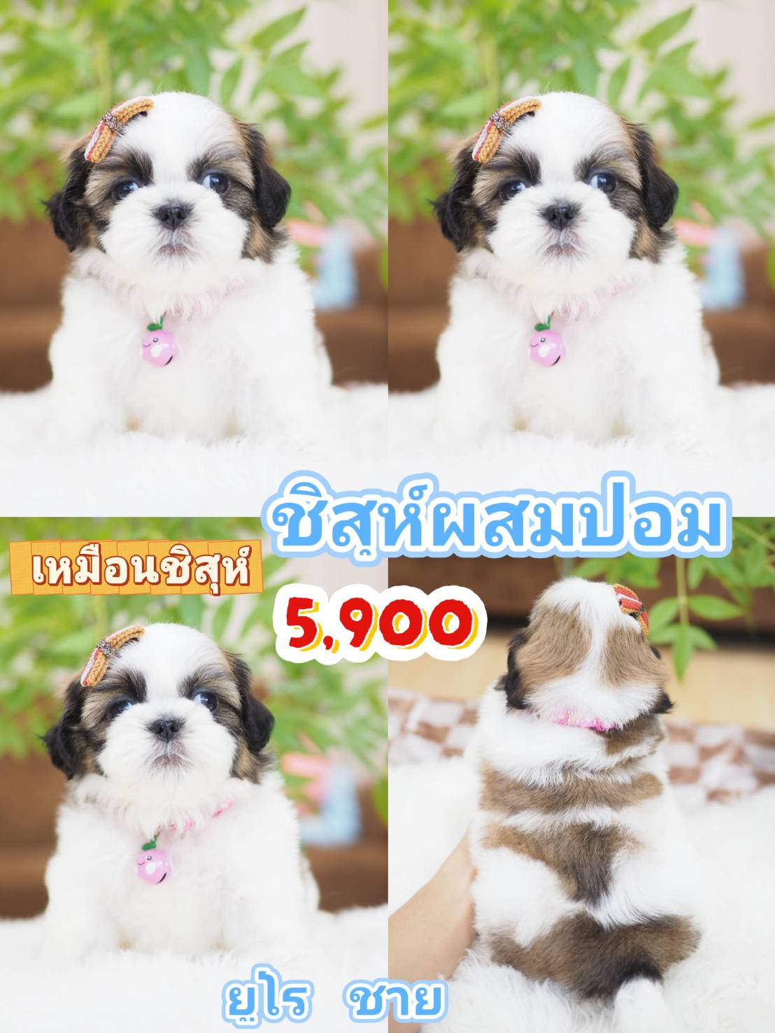 Shihtzu