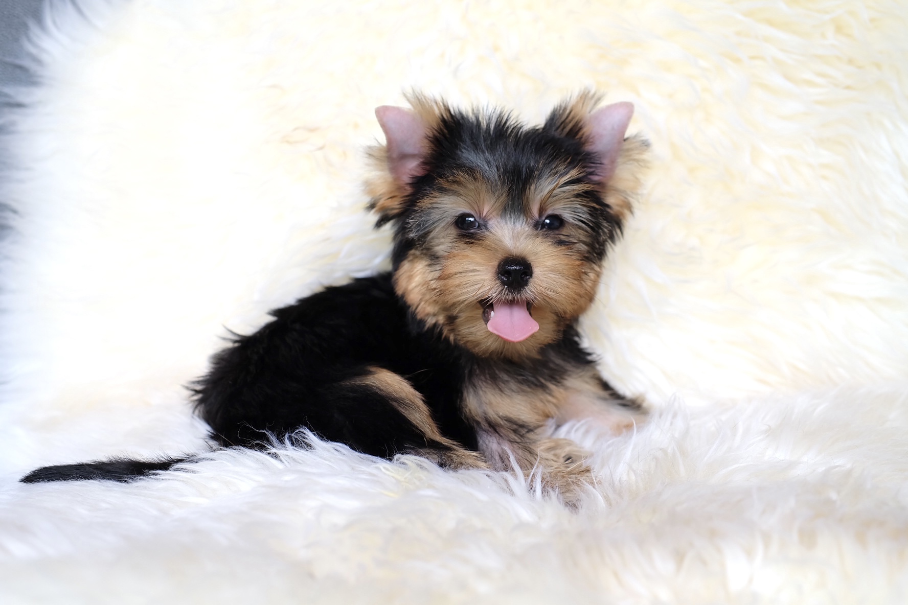 Yorkshire terrier ยอร์คเชียร์