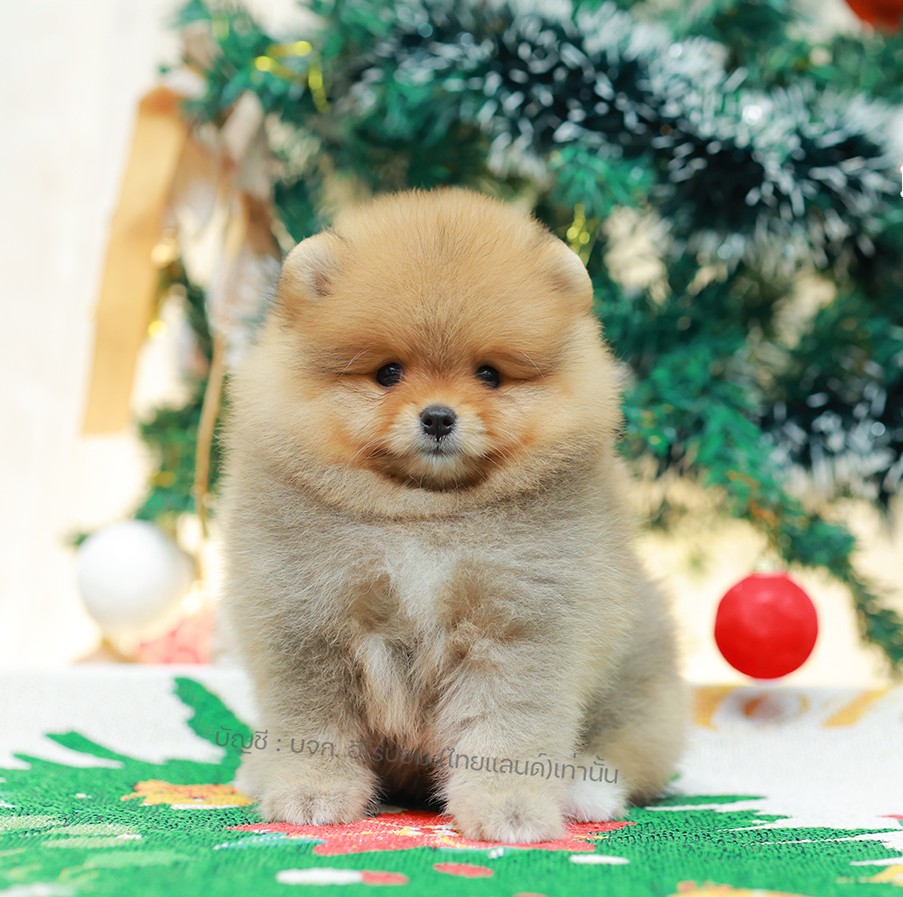 ปอมแท้ ปอมหน้าหมี HRF-10993 เพศหญิง สีส้ม ตัวจิ๋วตัวเล็ก แก้มอ้วน น่าฟัดมาก ๆ ตอ...