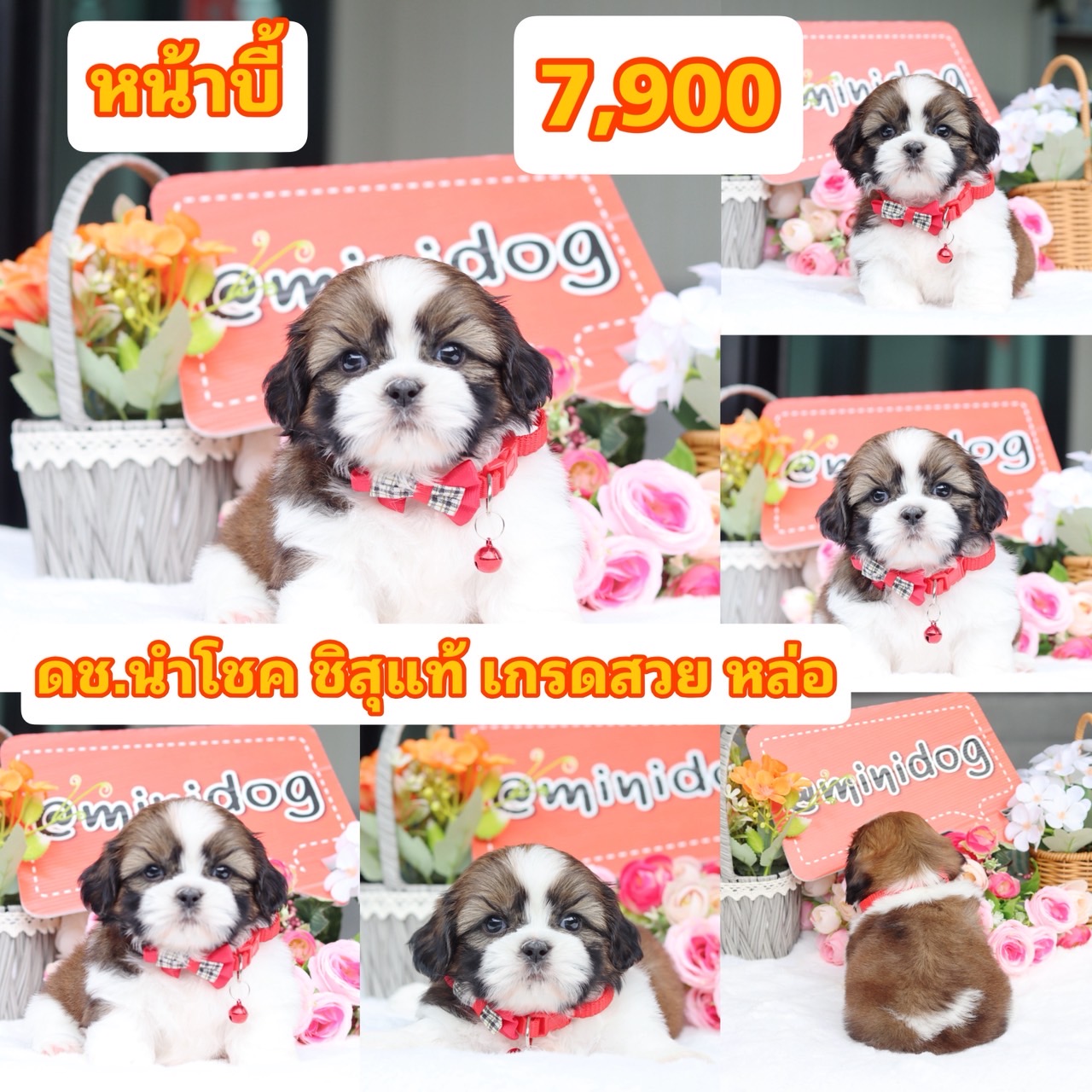 ชิสุแท้เกรดสวย