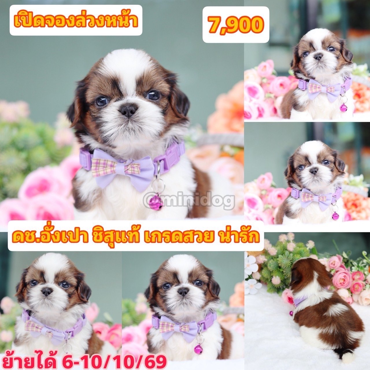 ชิสุแท้เกรดสวย