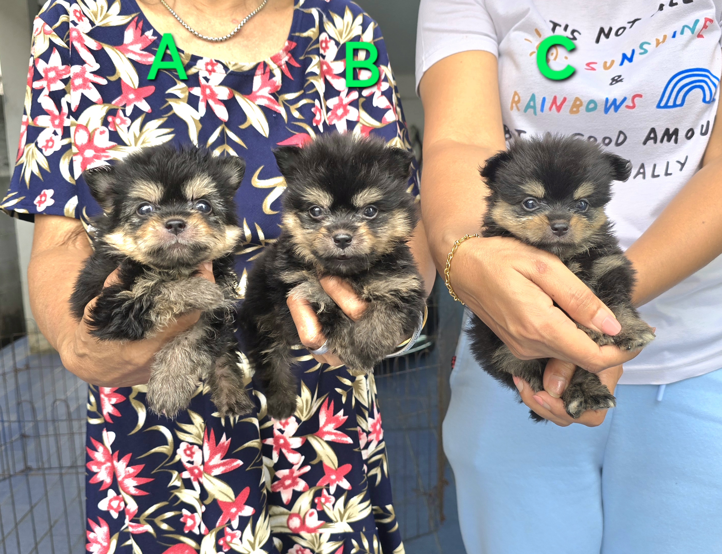 ลูกสุนัขปอมเมอเรเนียนผสมชิวาวา ไซส์เล็กกะทัดรัด จาก kankarnclub มีจัดส่งทั่วประเ...