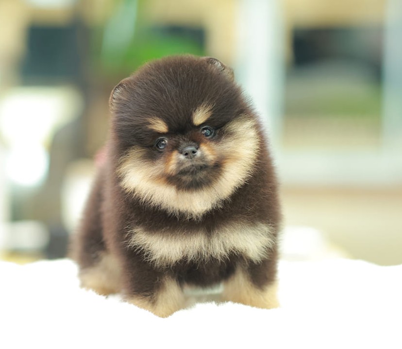 ปอมแท้ ปอมหน้าสั้น HRF-10568 เพศหญิง สีแบล็คแทน หนุ่มฮอต หน้าตาน่ารัก น่าเอ็นดูม...