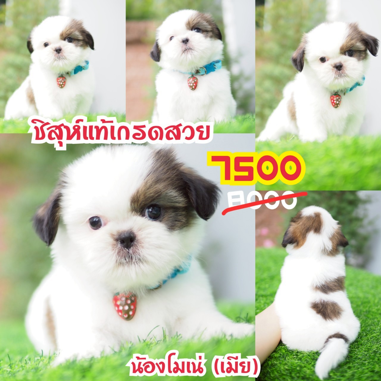 ชิสุห์แท้ กิ๊ฟซ่า