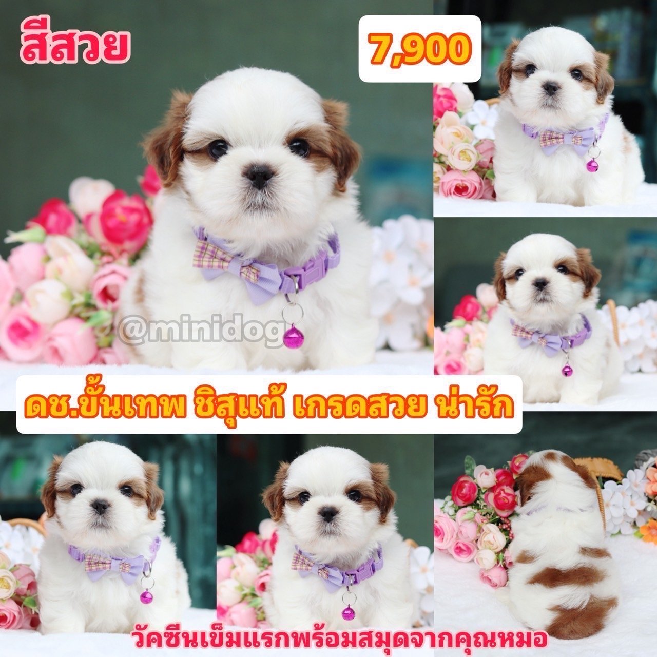 ชิสุแท้เกรดสวย