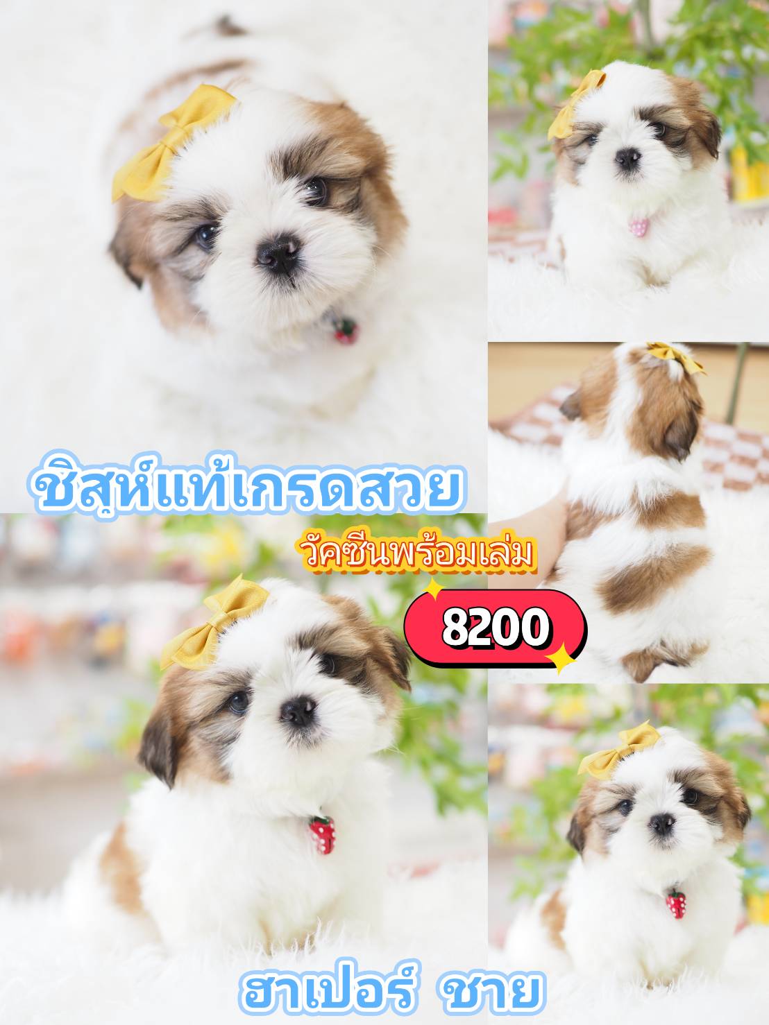 ชิสุแท้