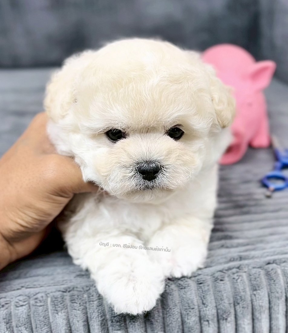 เปิดจอง มินิบิชอง เพศหญิง สีขาว น่ารักมาก