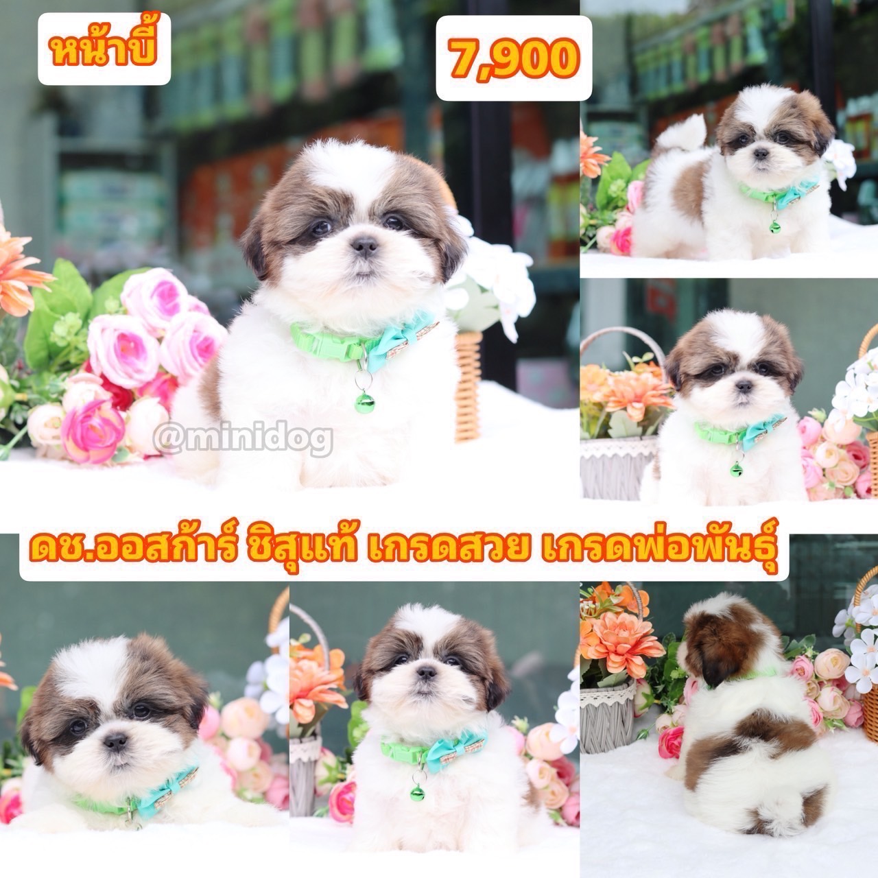 ชิสุแท้เกรดสวย