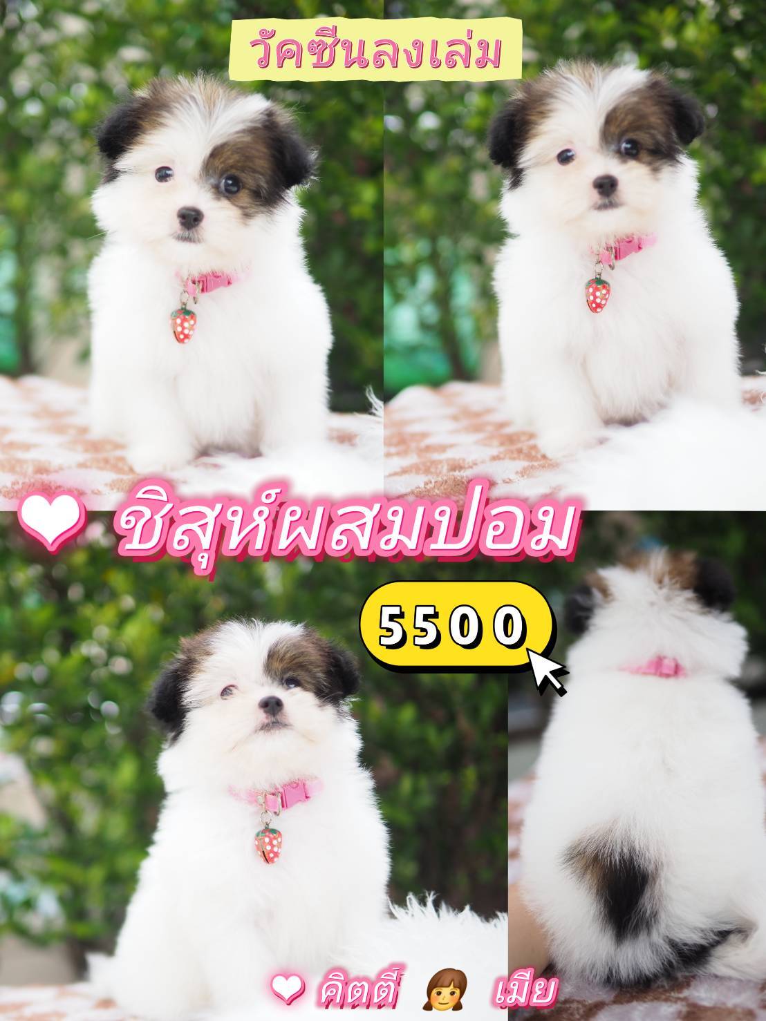 กิ๊ฟซ่า วัคซีน ❣️