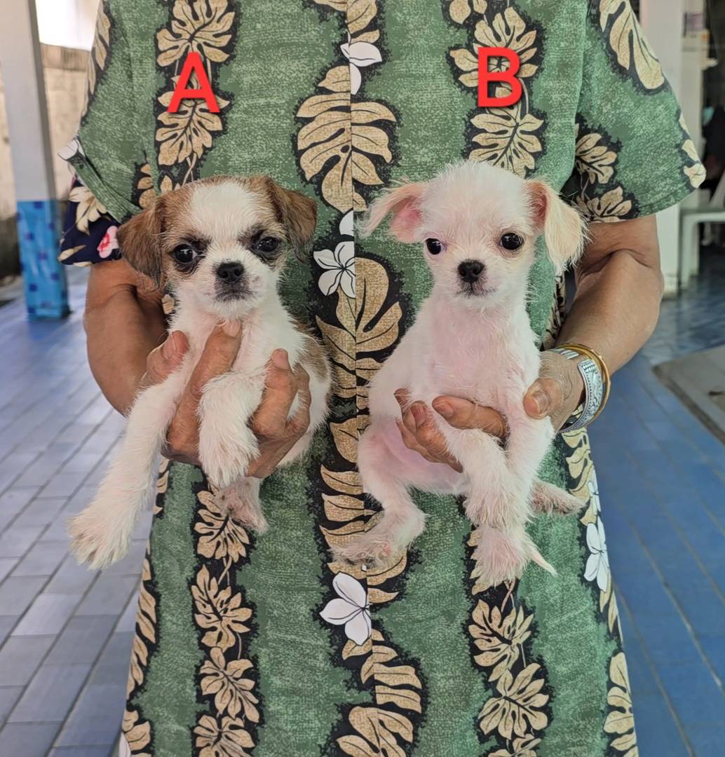 ลูกสุนัขชิวาว่าผสมชิห์สุ สีสวยๆ แข็งแรง ร่าเริง ทำวัคซีนแล้ว จาก kankarnclub มีจ...