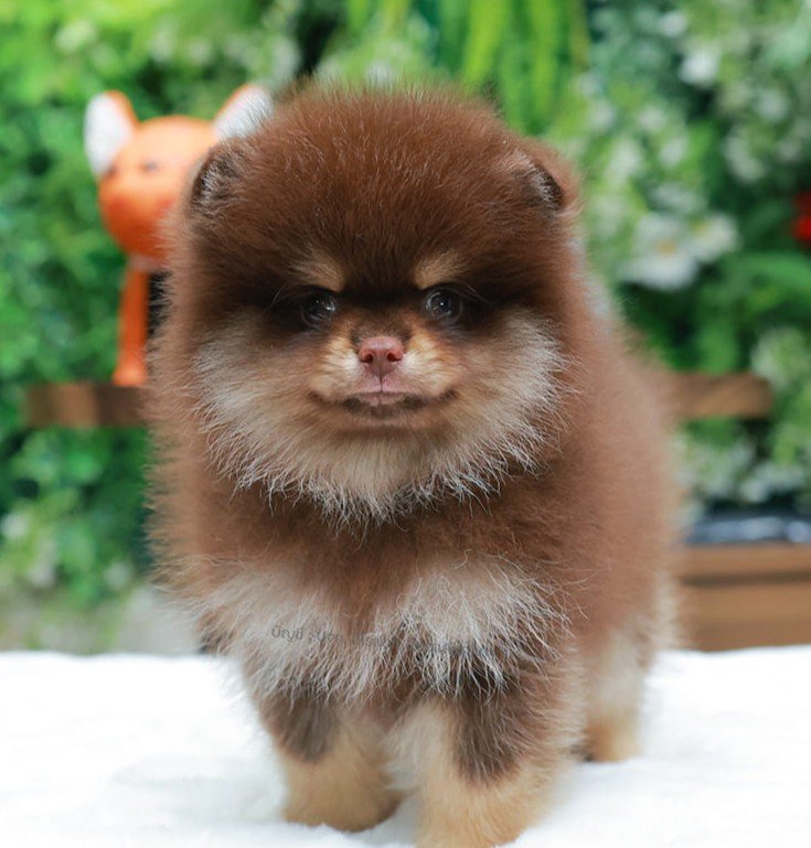 ปอมแท้ ปอมหน้าหมี HRM-10748 เพศชาย สีช็อคแทน ตัวจิ๋วตัวเล็ก แก้มอ้วน น่าฟัดมาก ๆ...