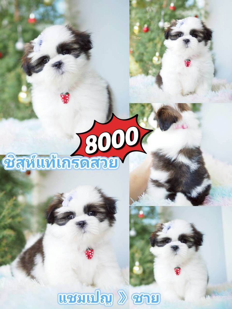 กิ๊ฟซ่า