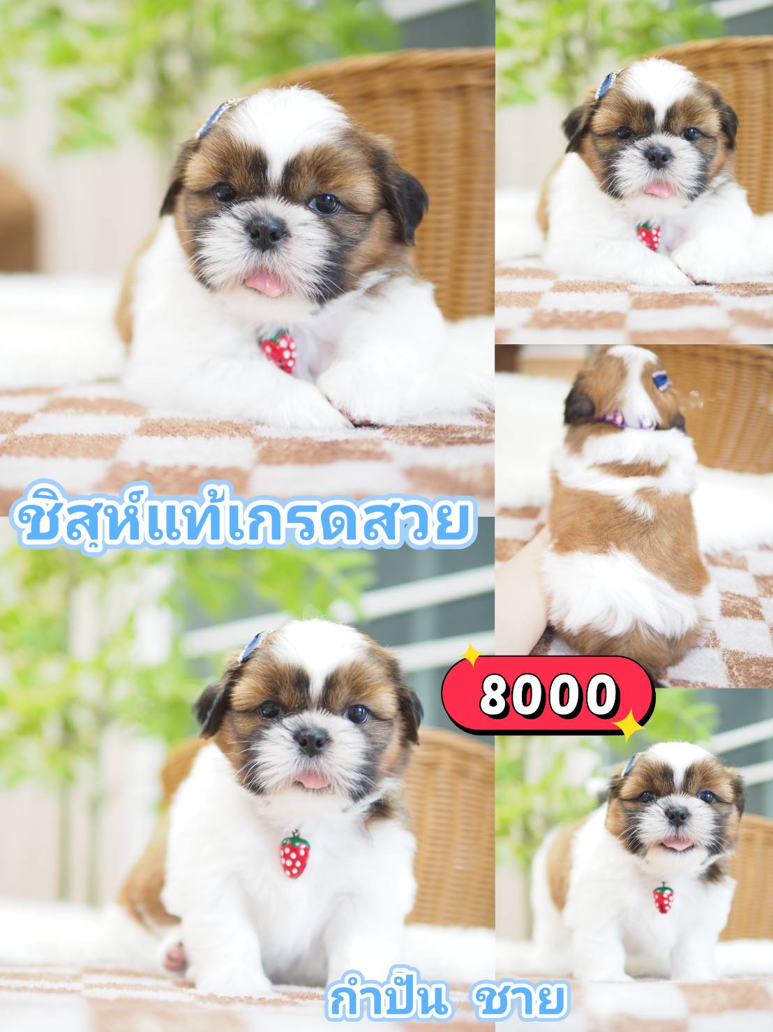 Kibzaa shihtzu
