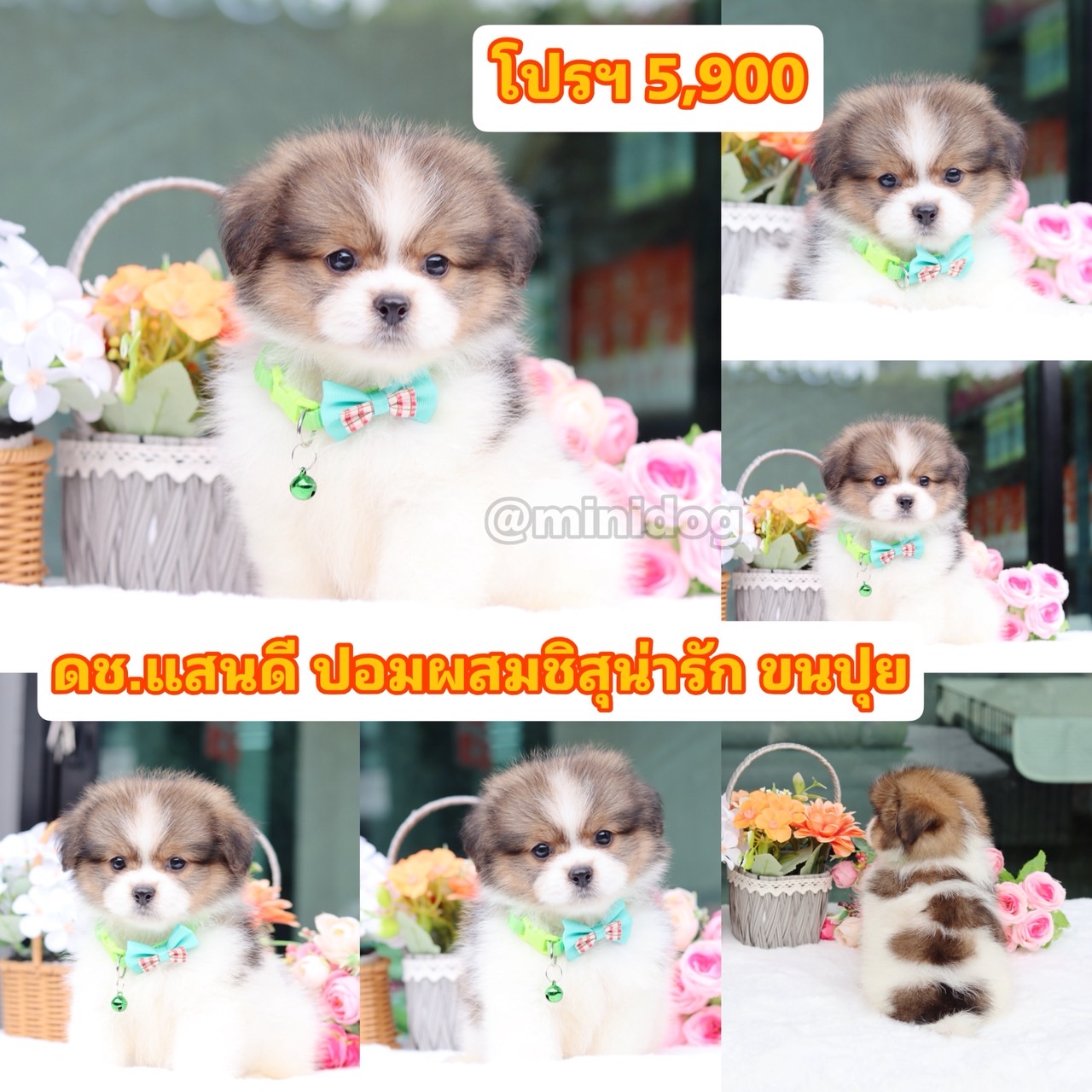 ชิสุผสมปอม