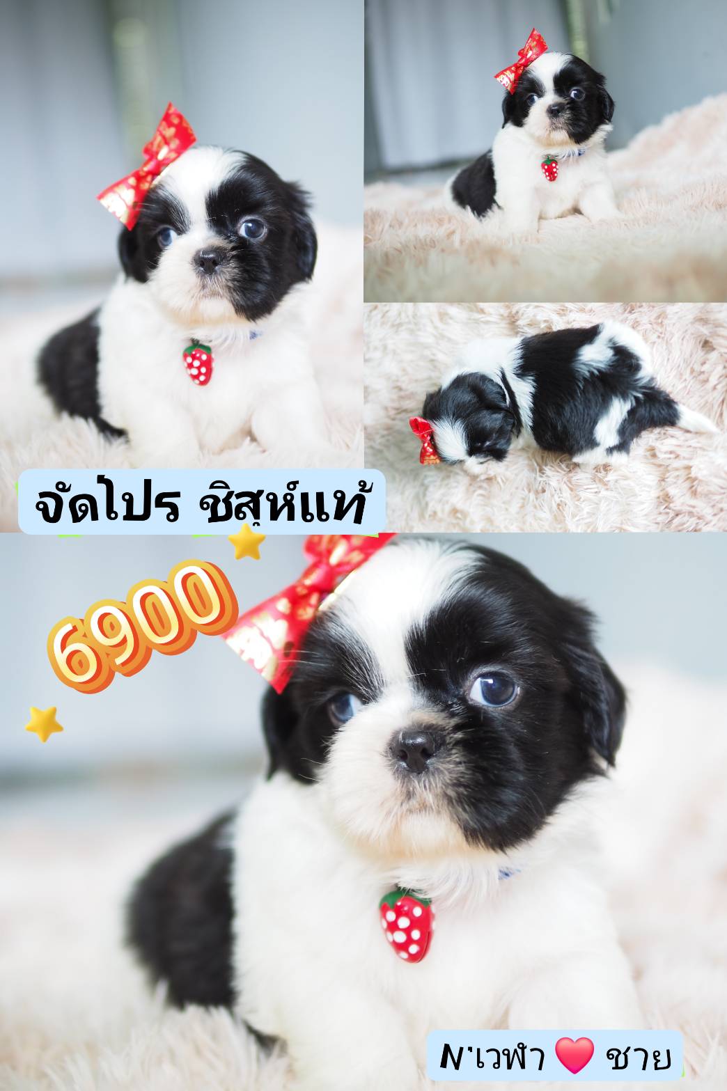 Shihtzu 100%%....6900