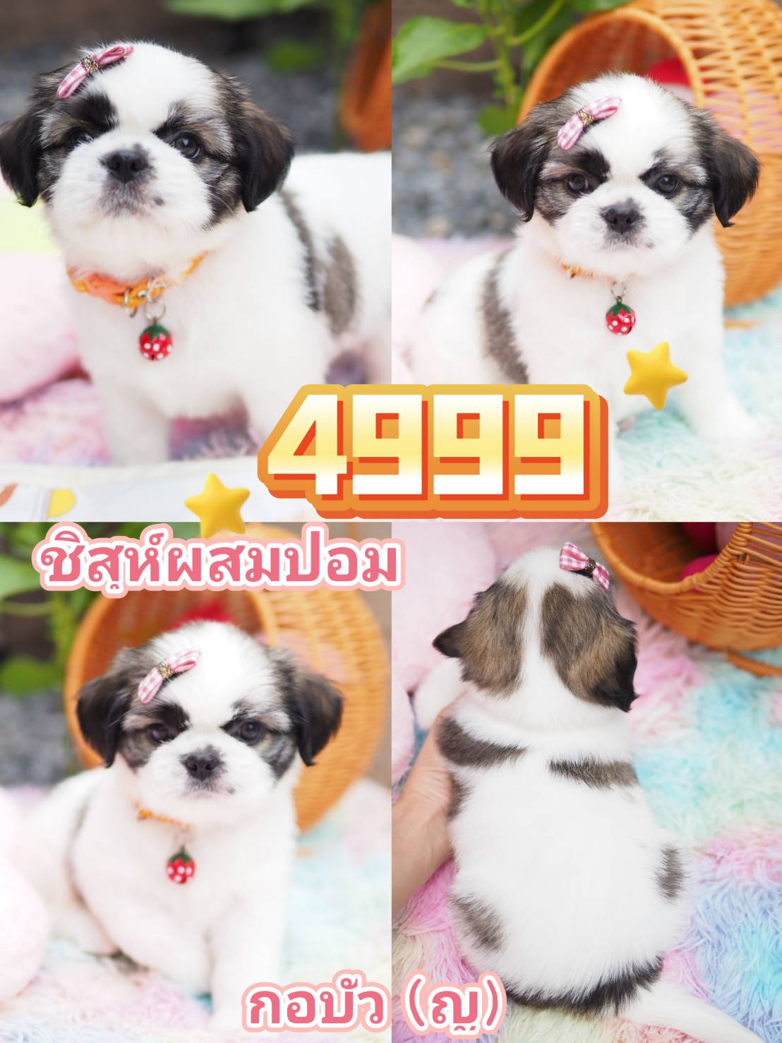 กิ๊ฟซ่า ชิสุห์