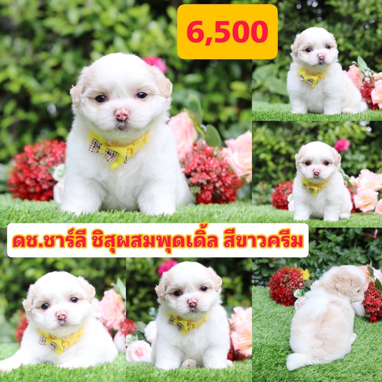 ชิสุผสมพุดเดิ้ล