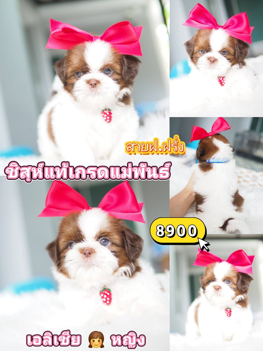 Shihtzu