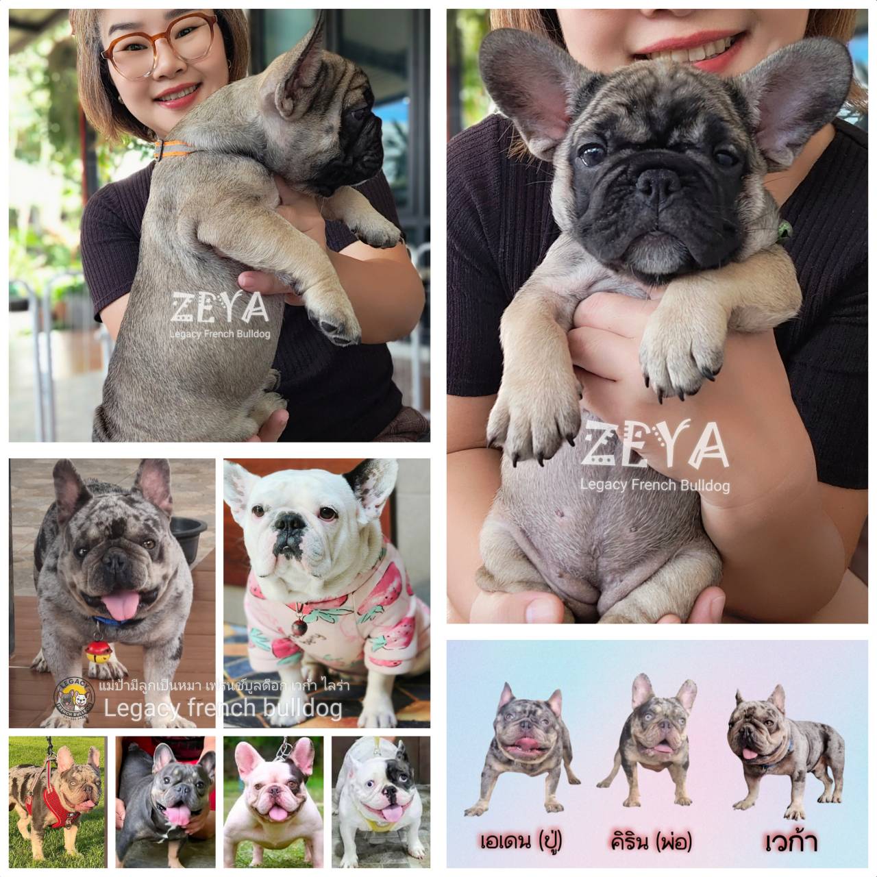 ZEYA เฟรนช์บูลด็อก เพศเมีย สีเซเบิล