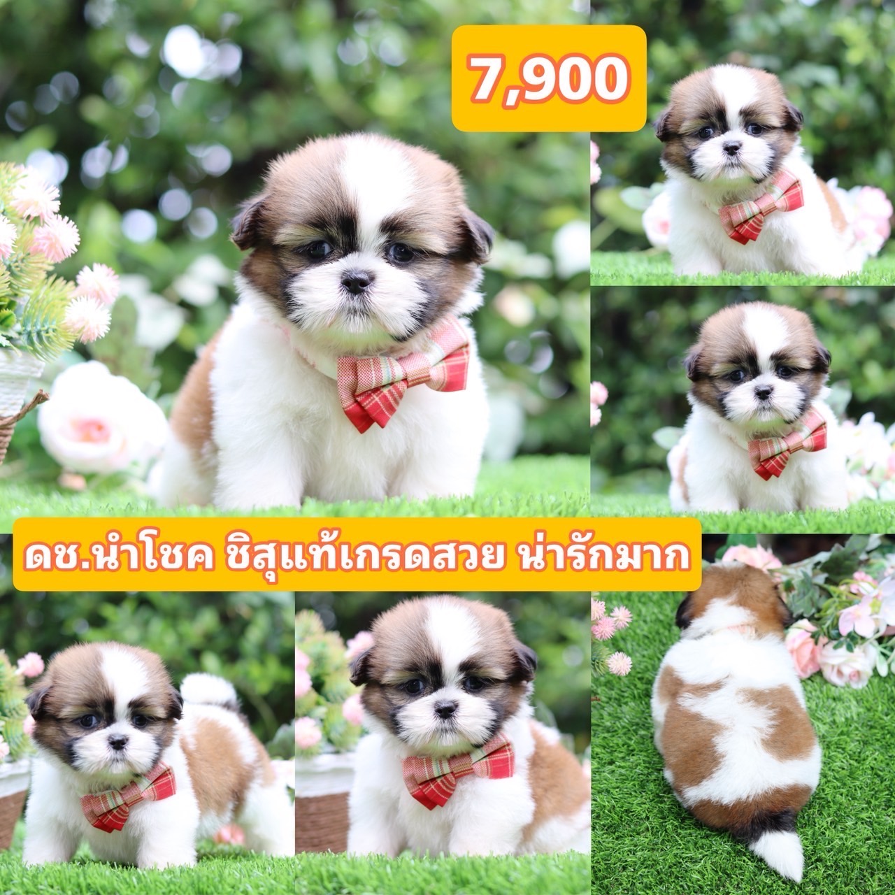 ชิสุแท้เกรดสวย