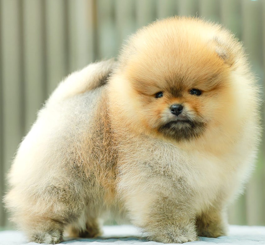 ปอมแท้ ปอมหน้าหมี HRM-89137 เพศชาย สีส้ม อายุ 2 เดือน ขาสั้น ขนแน่น หน้าตาน่ารัก...