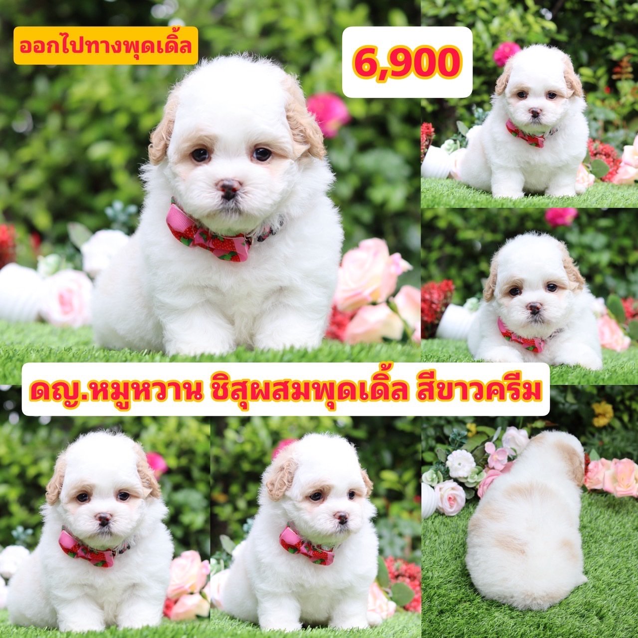 ชิสุผสทพุดเดิ้ล