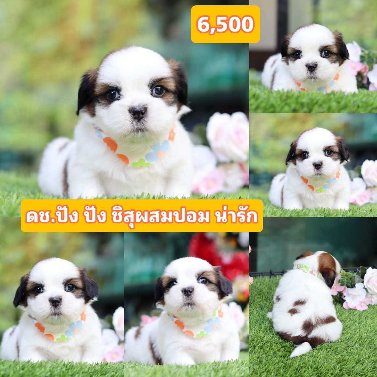 ชิสุผสมปอม