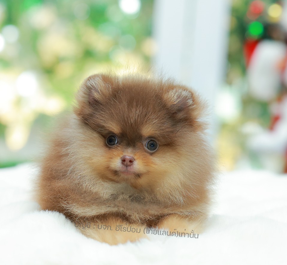 ปอมแท้ ปอมหน้าหมี HRM-89135 เพศชาย สีช็อคแทน ตัวจิ๋วตัวเล็ก แก้มอ้วน น่าฟัดมาก ๆ...