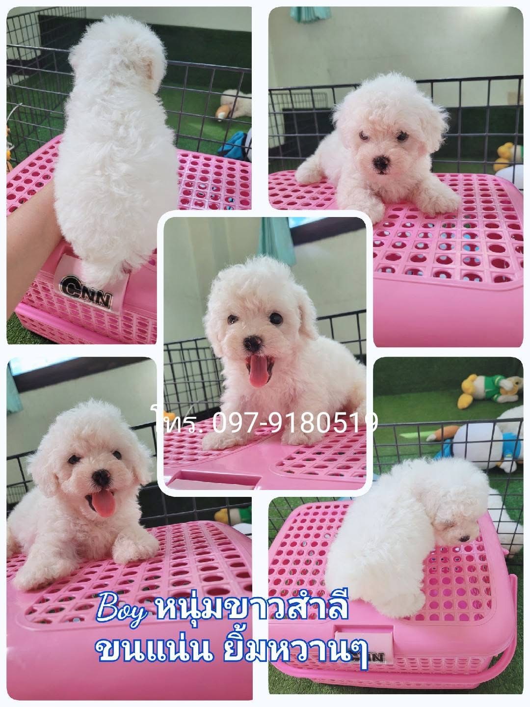 มาแล้วจ้า ขาวสำลี พุดเดิ้ลทอย ทีคัพ ไทนี่ สวยๆ poodletiny toy