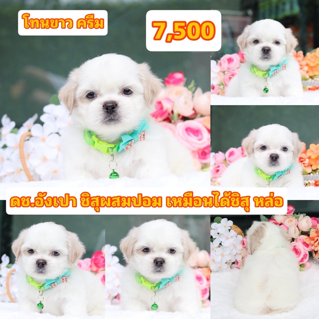 ชิสุผสมปอม