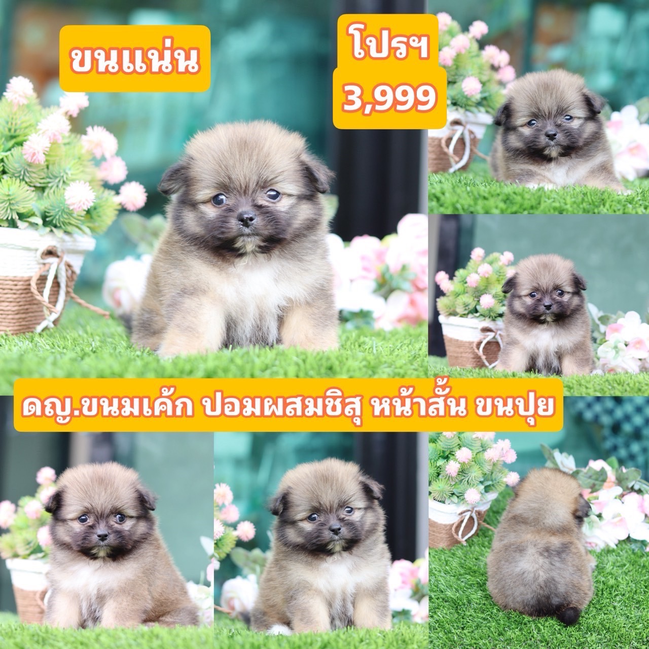 ชิสุผสมปอม