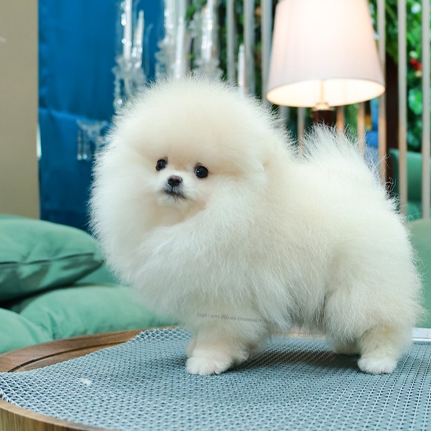 ปอมหน้าหมี ปอมแท้ ปอมเมอเรเนียน HRM-68779 เพศชาย สีขาว อายุ 2 เดือน ตัวเล็ก ขาสั...