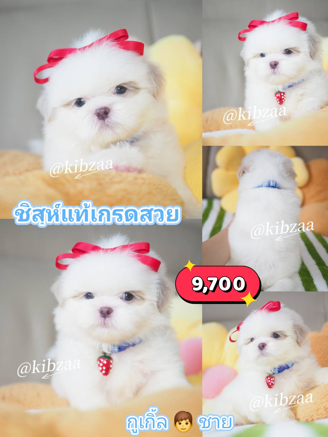 กิ๊ฟซ่าชิสุ