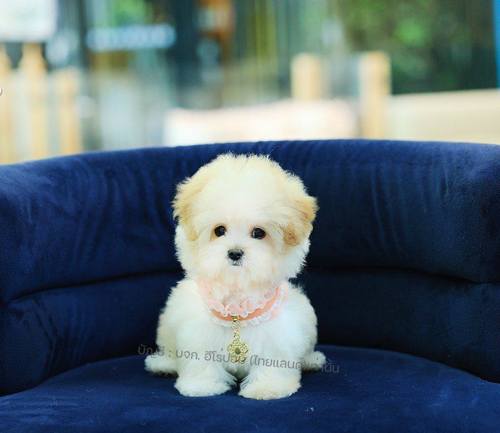 มอลติพู MTP-F-62303 เพศหญีง สีปาร์ตี้ อายุ 2 ปี น่ารัก หัวกลม มีถุงเท้าสีขาว สีน...